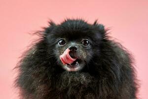 Pomeranian Spitz black puppy photo