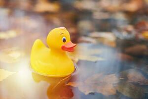 Duck toy in autumn puddle with leaves photo