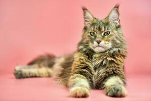 Maine Coon tortoiseshell cat, copy space photo