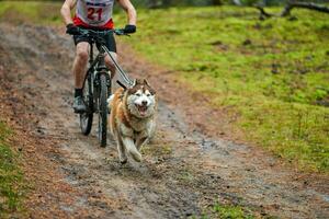 bikejoring trineo tirado por perros carrera de mushing foto