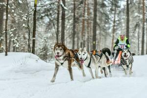 Siberian husky sled dog racing photo