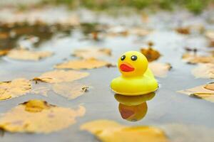 Duck toy in autumn puddle with leaves photo