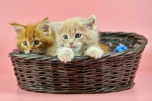 gatitos maine coon en canasta, rojo y crema foto