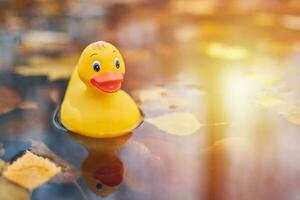 Autumn duck toy in puddle with leaves photo