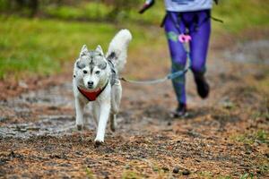 Canicross dog mushing race photo