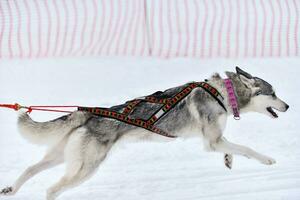 Husky sled dog running photo