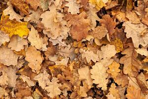 Autumn leaves, top view photo