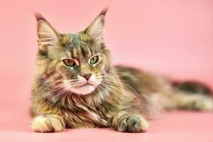 gato maine coon, color de capa de carey. foto