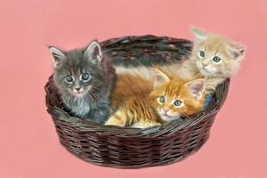 Three Maine coon kittens in basket photo