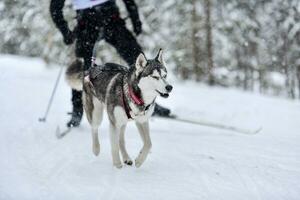 Dog skijoring winter competition photo