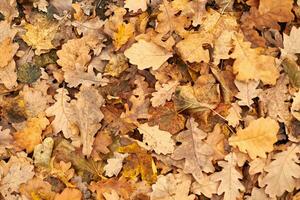 Autumn leaves, top view photo