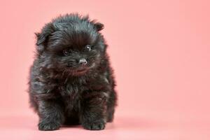 Pomeranian Spitz puppy, copy space on pink background photo