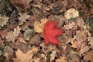 Red autumn leaf on yellow foliage background photo