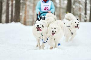 Samoyed sled dog racing photo