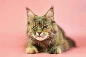 Maine Coon cat, tortoiseshell coat color. photo