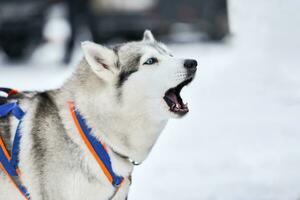 Husky dog on walking photo