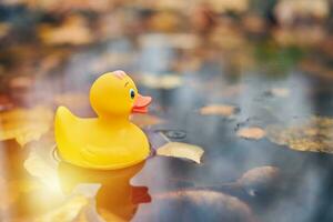 juguete de pato en charco de otoño con hojas foto