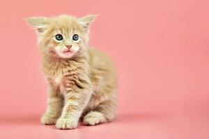 Maine coon cream kitten photo