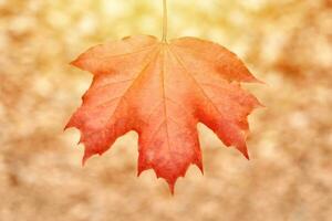 Red autumn leaf on yellow foliage background photo