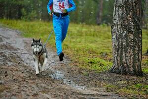 Canicross dog mushing race photo