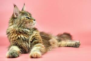 Maine Coon tortoiseshell cat, copy space photo