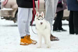 Husky dog on walking photo