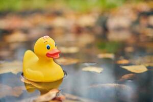 juguete de pato de otoño en charco con hojas foto