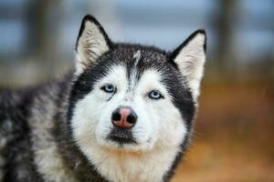 Husky dog portrait photo