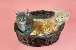 tres gatitos maine coon en canasta foto