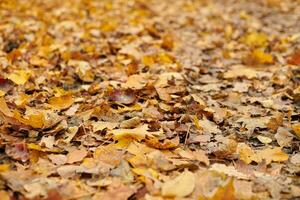 Autumn leaves in city park photo
