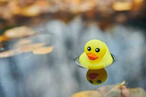 juguete de pato de otoño en charco con hojas foto