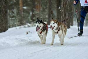 competencia de invierno de skijoring de perros foto