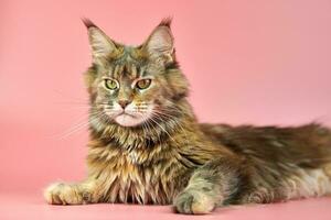 gato maine coon, color de capa de carey. foto