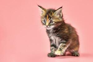 Maine coon tortoiseshell kitten photo