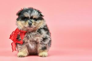 Pomeranian Spitz puppy, copy space on pink background photo