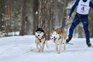 Dog skijoring competition photo