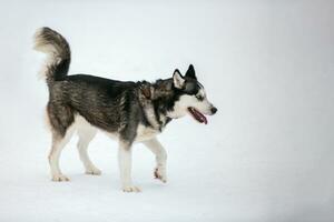 perro husky caminando foto