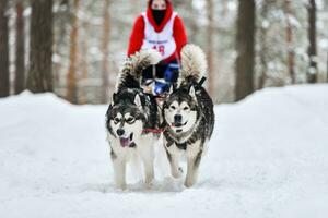 carreras de perros de trineo husky siberiano foto