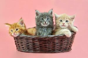 tres gatitos maine coon en canasta foto