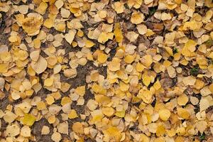 Autumn leaves, top view photo