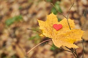 corazón en la hoja de arce. concepto de enamoramiento o soledad. foto