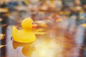 juguete de pato de otoño en charco con hojas foto