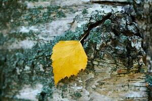 Autumn leaf on tree trunk photo