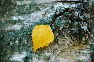 Autumn leaf on tree trunk photo