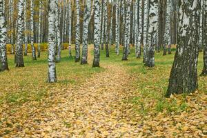 Autumn forest footpath photo