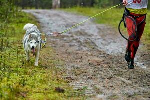 Canicross dog mushing race photo