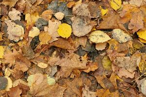 Autumn leaves, top view photo