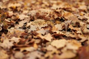 Autumn leaves in city park photo