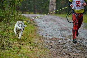 Canicross dog mushing race photo