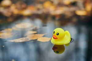 juguete de pato de otoño en charco con hojas foto